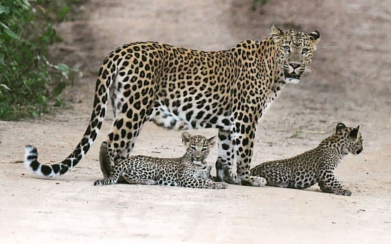 Jhalana Leopard Reserve 
