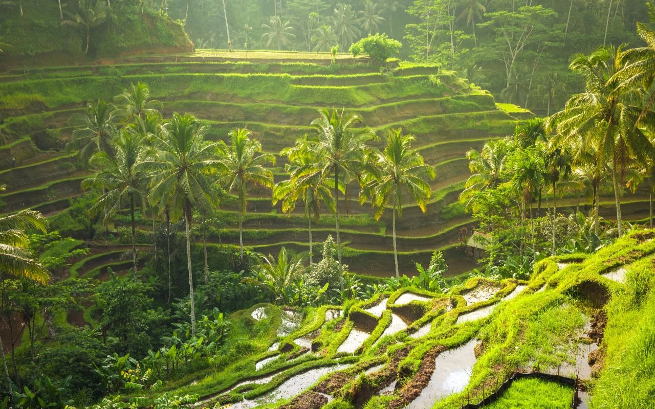 Rice terraces at Tegalalang village