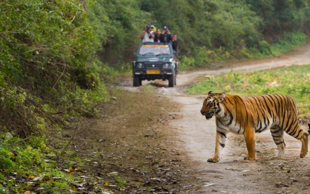 Spot the Royal Bengal Tiger at Corbett