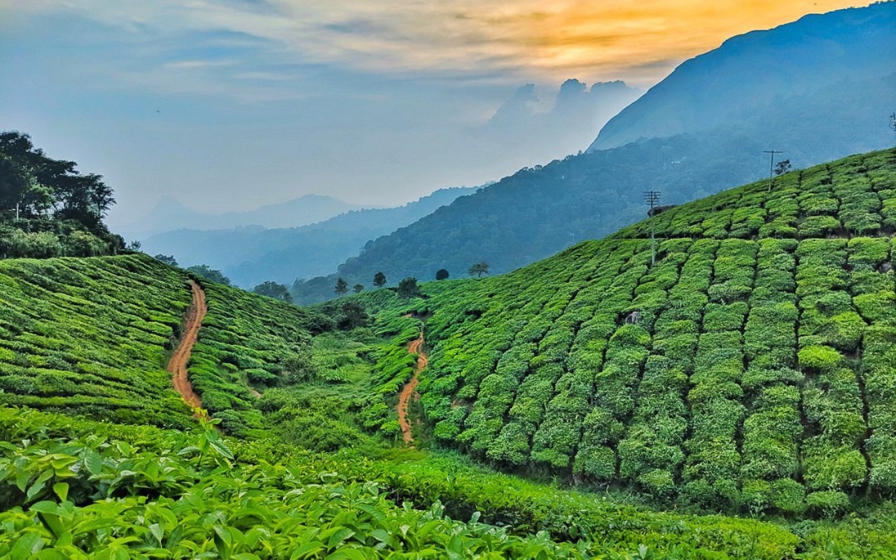 The stunning tea gardens of Munnar