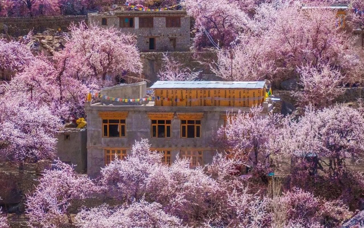 Experience Apricot Blossom in Ladakh