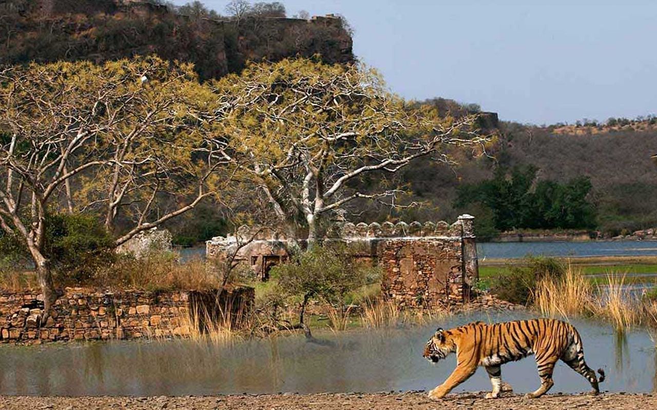 Ranthambore