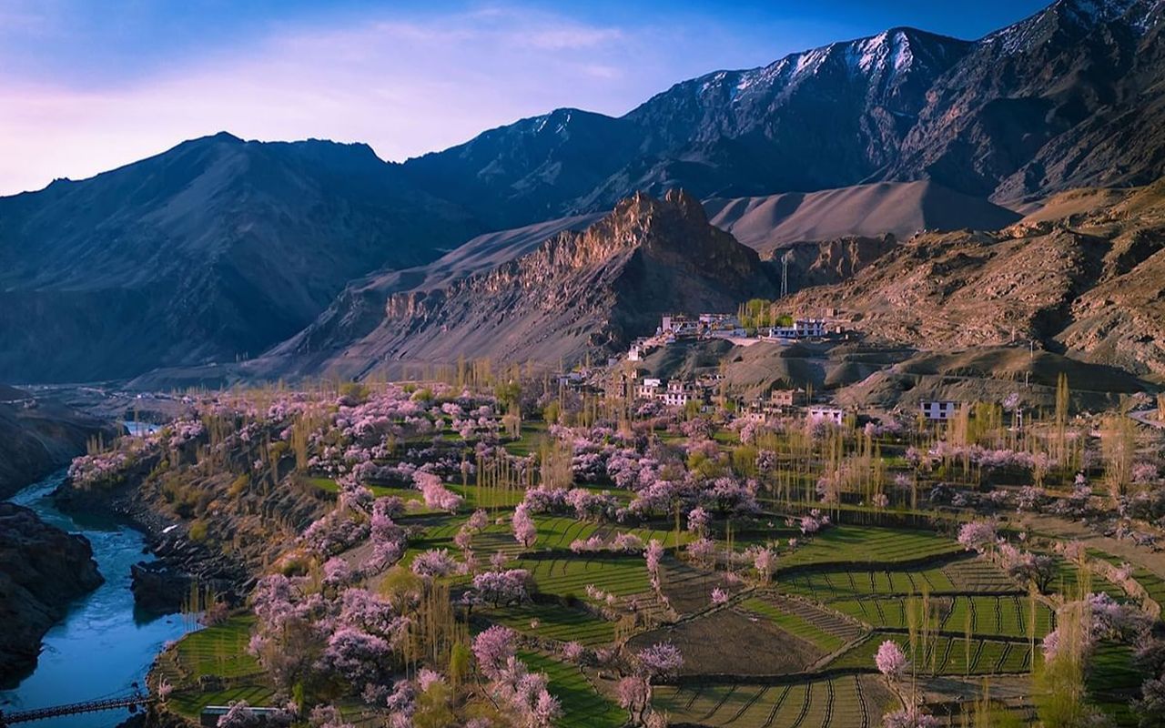 Ladakh in full bloom