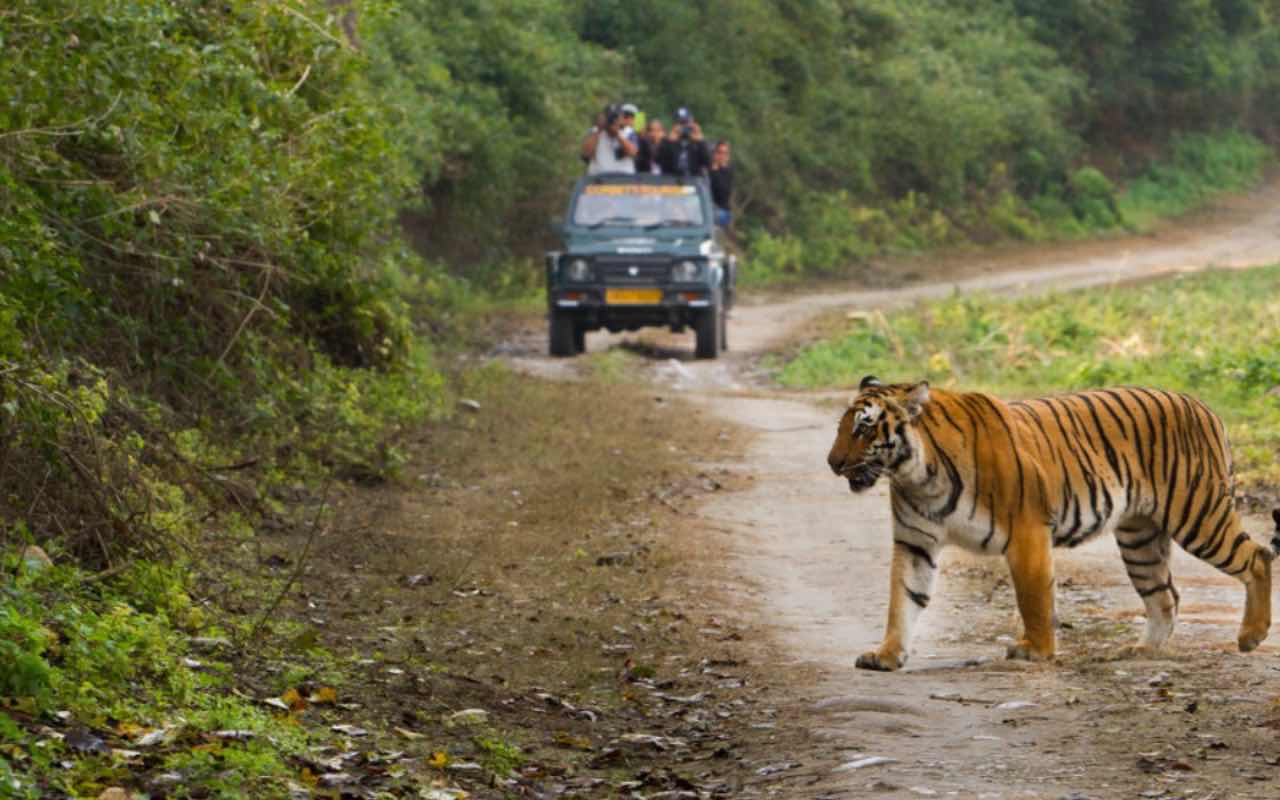 Spot the Royal Bengal Tiger at Corbett