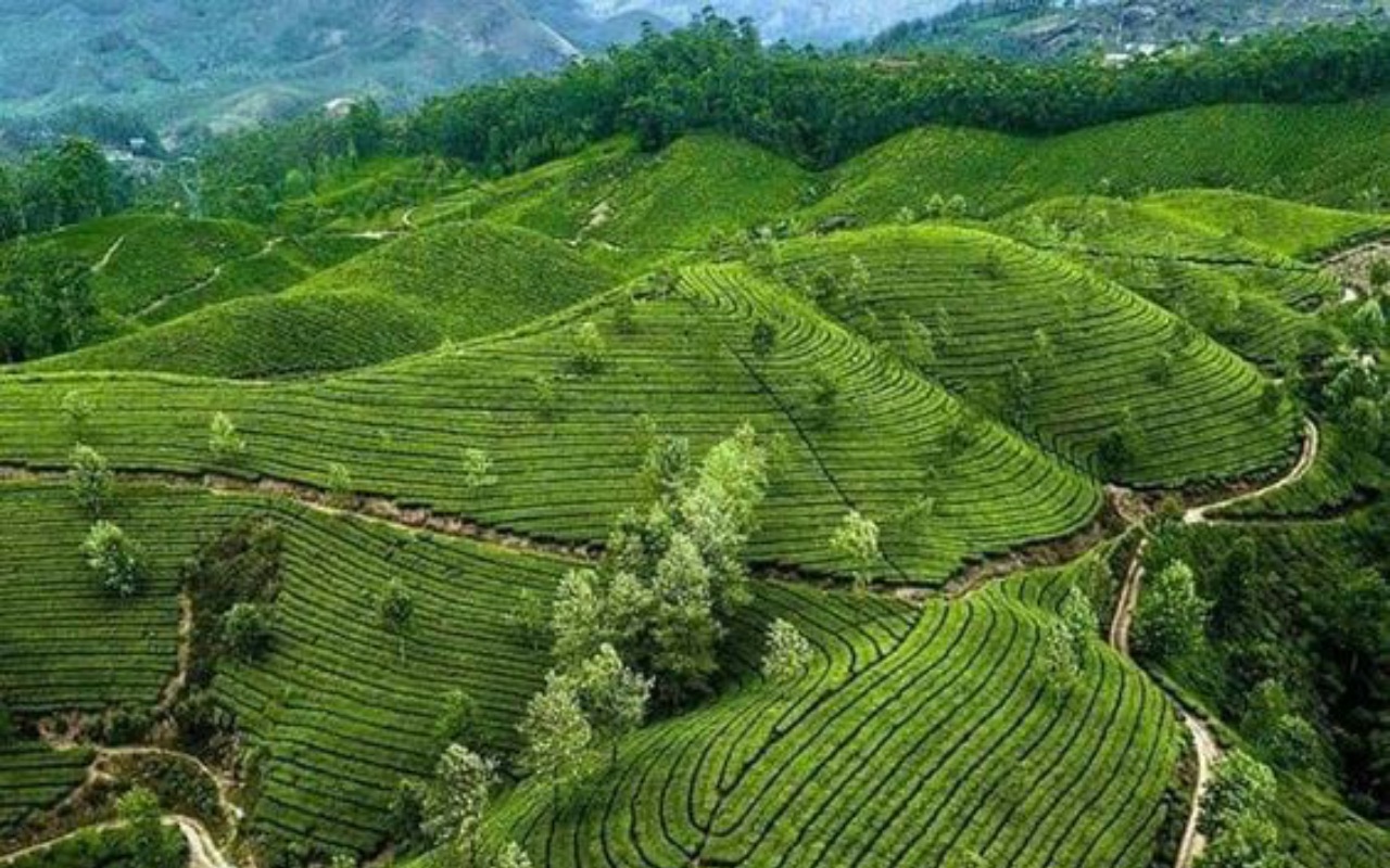Stroll around the green mountains of Munnar