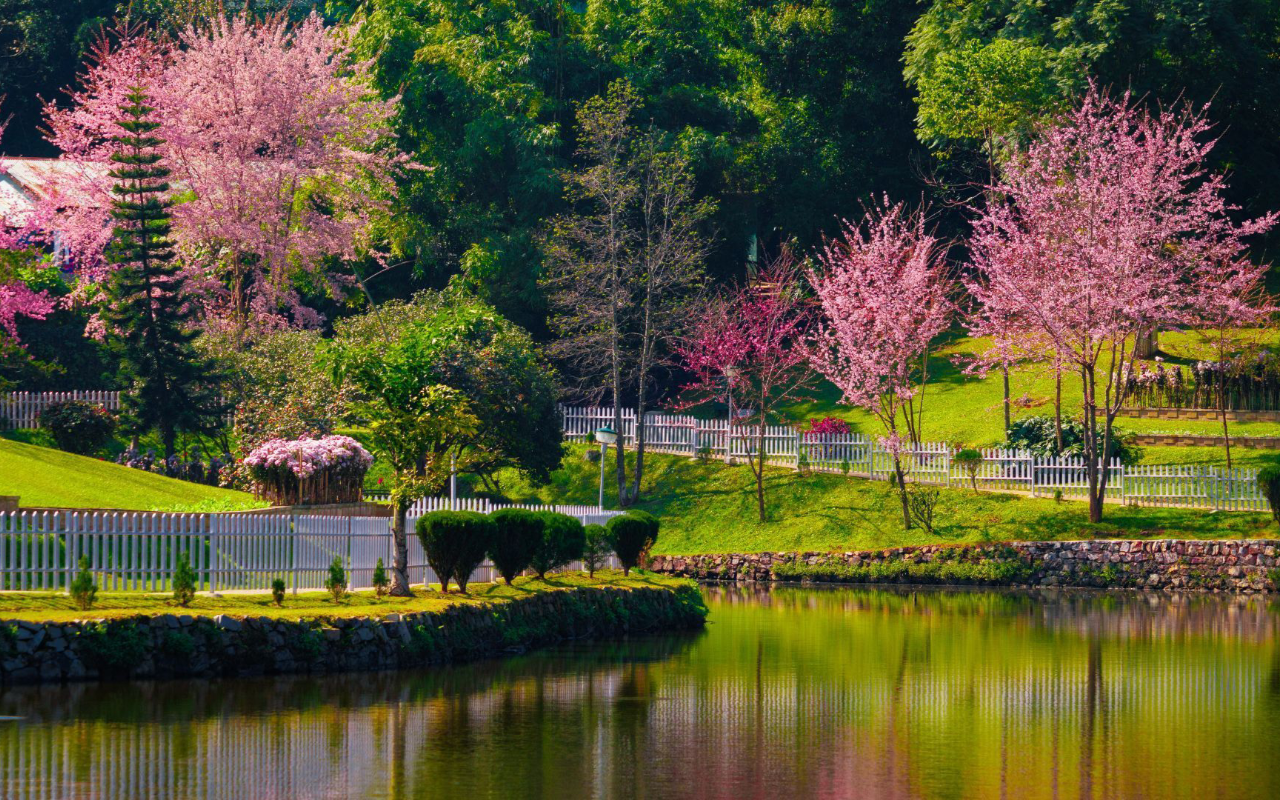 Meghalaya Cherry Blossom